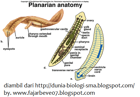 Platyhelminthes fonálféreg és annelida