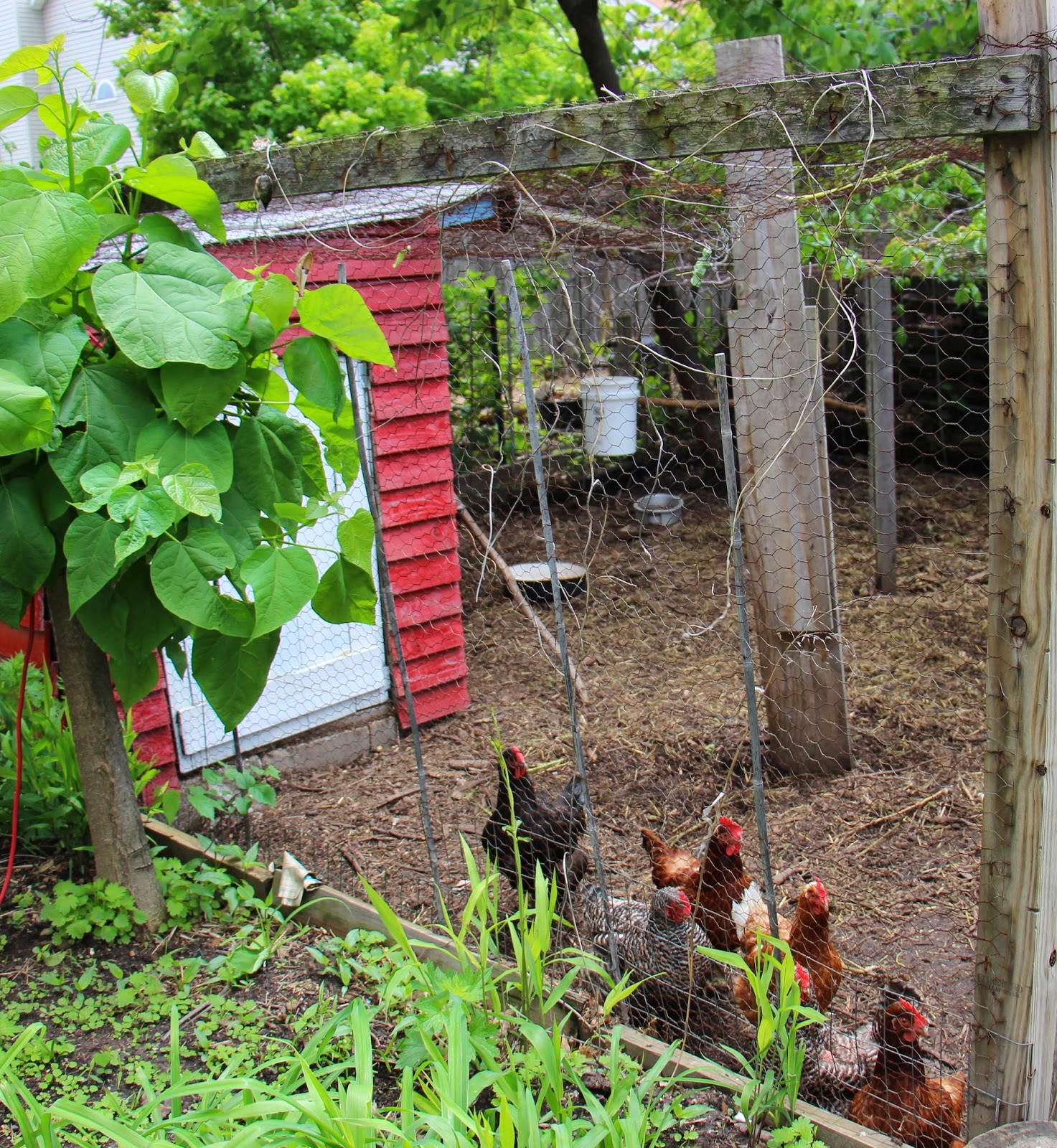 Groundbreaking Roots: New Roots Urban Farm