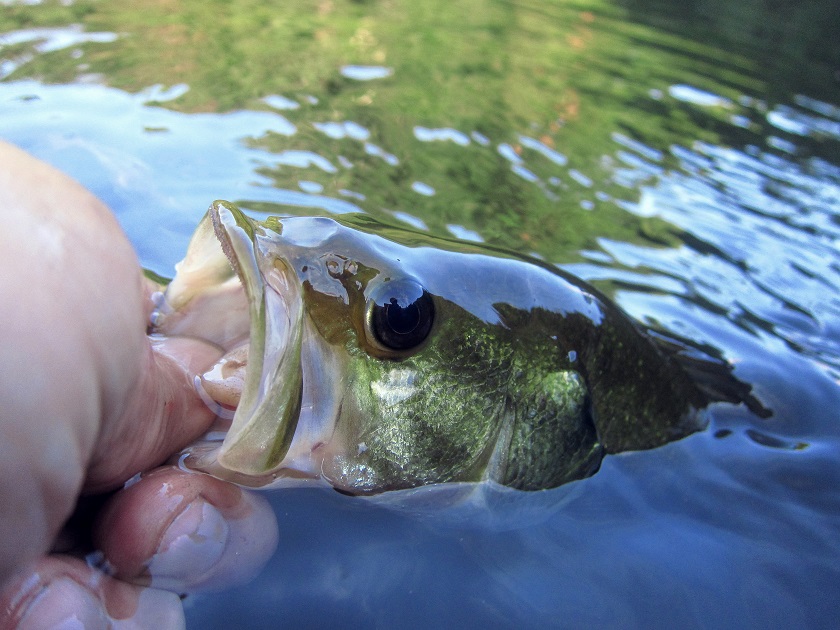 STANDARD CUSTOM PAINT eater