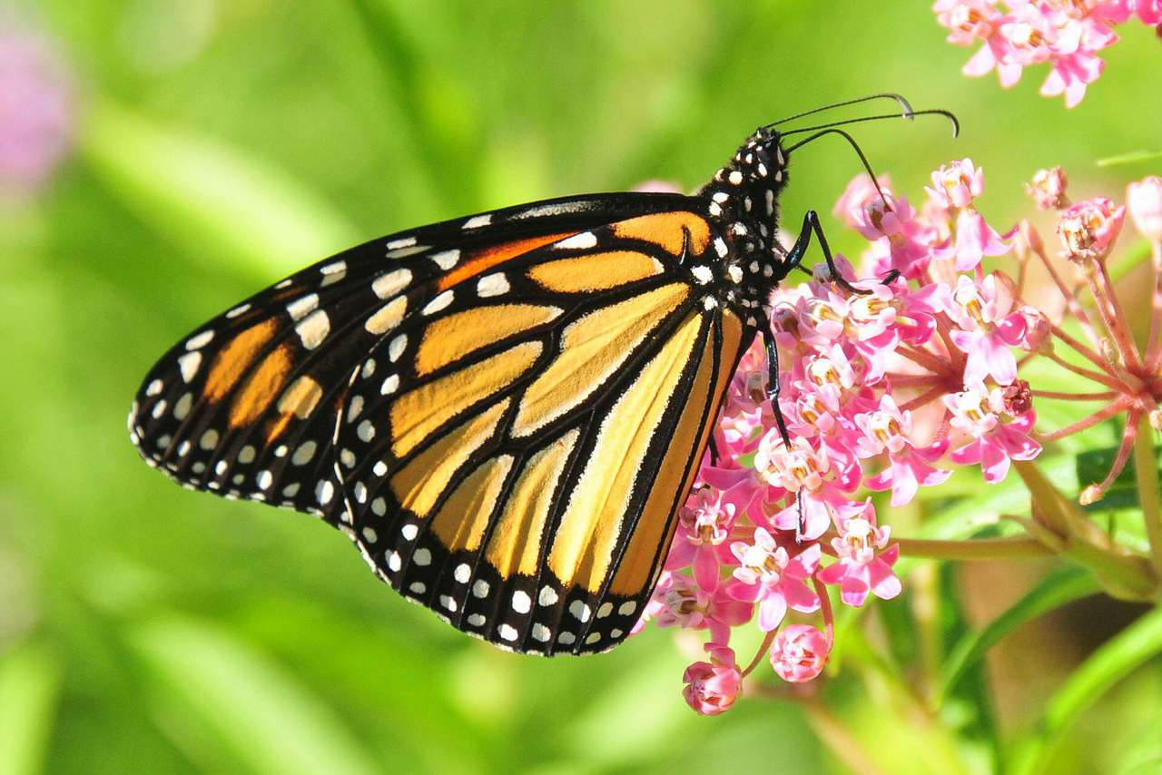 Monarch butterflies migrate south