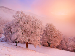 pink winter nature trees sky forest hd snow landscape background desktop snowy warm wallpapers wall greed takers elite america jolly