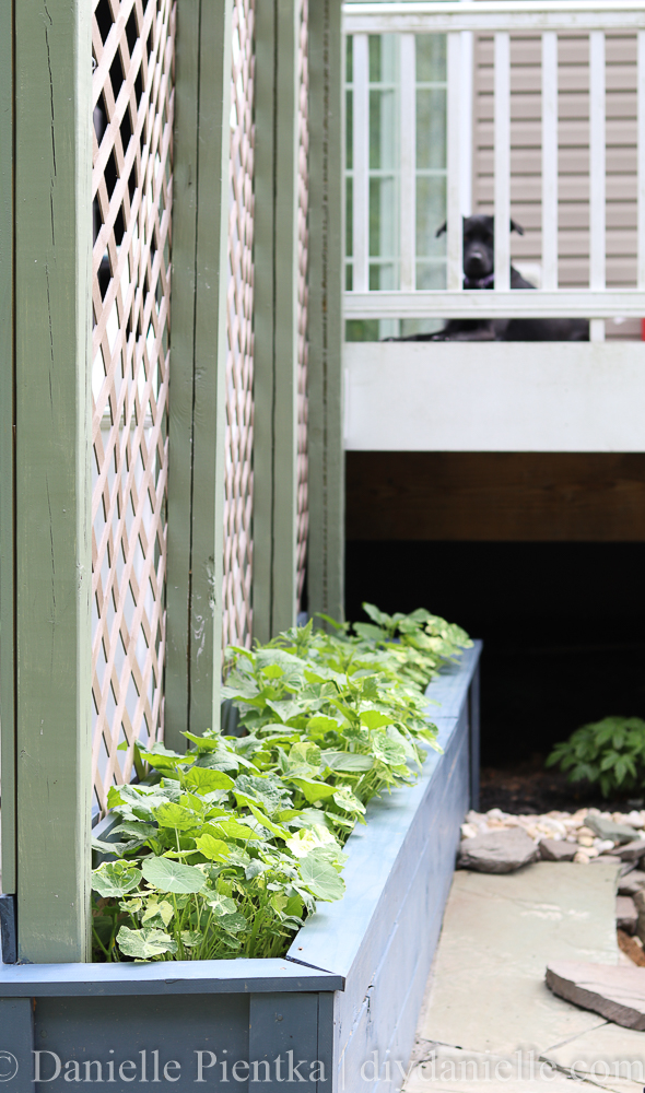 How to Build Simple Privacy Planters with Lattice DIY Danielle