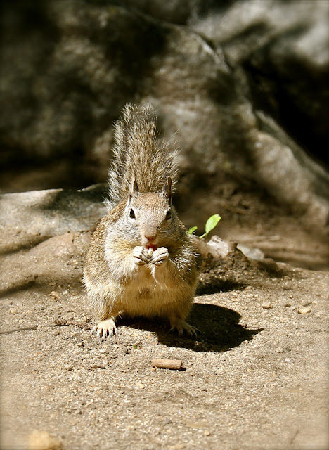 the squirel for the christmas ball at yosemity park