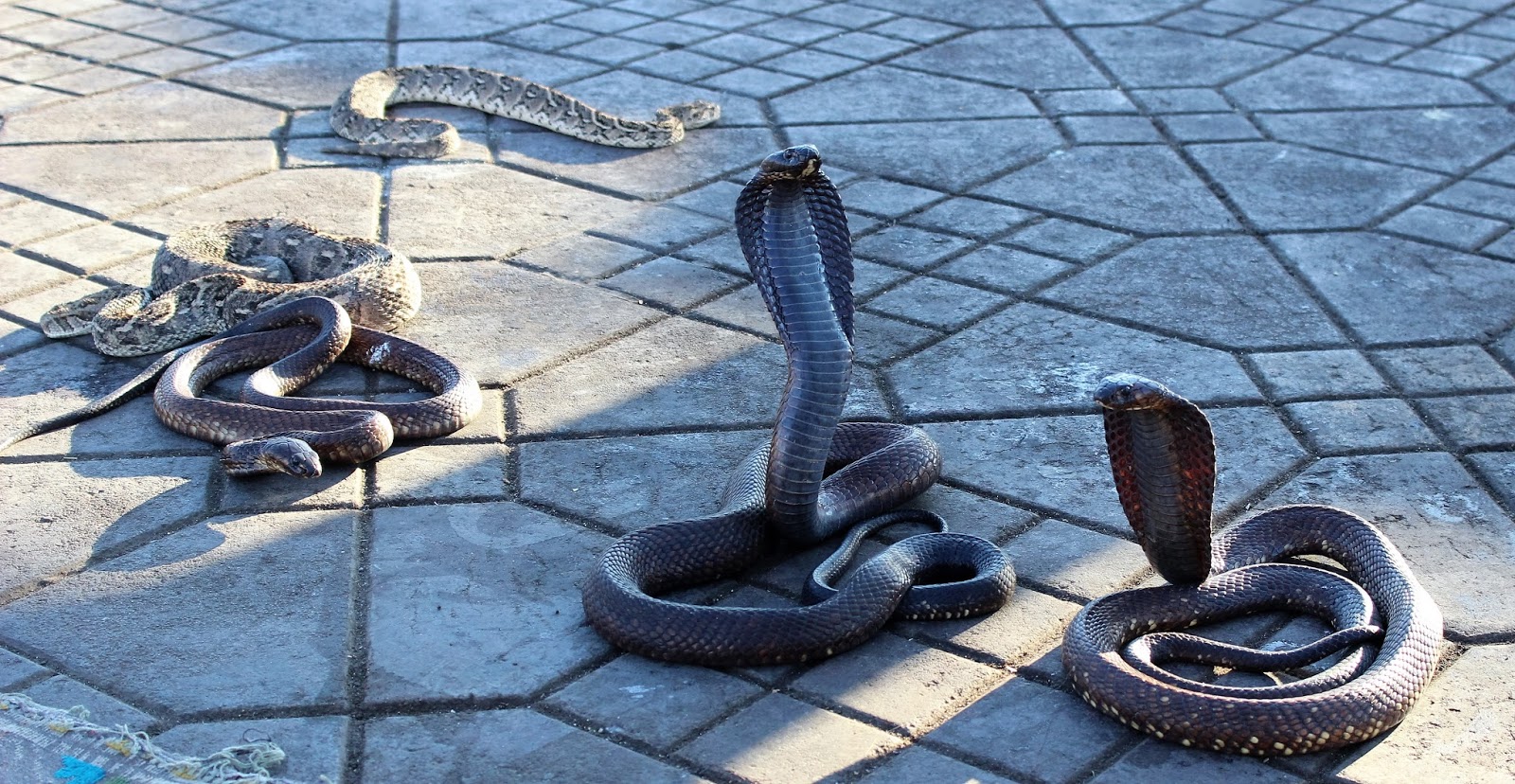 Souvenir Chronicles MARRAKECH, MOROCCO WHERE'S WALDO IN JEMAA EL FNA
