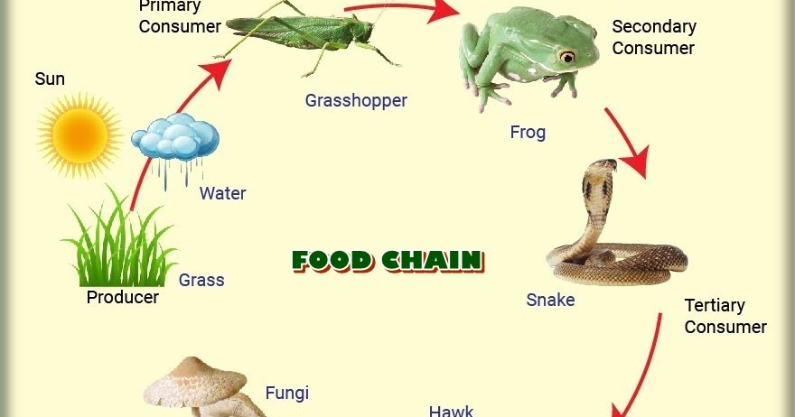 BhupiBioClasses Food Chain