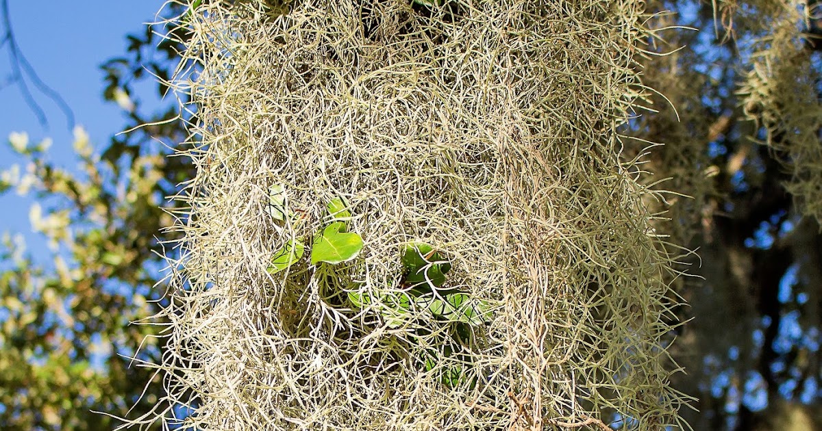 R: Spanish moss, Tillandsia usneoides