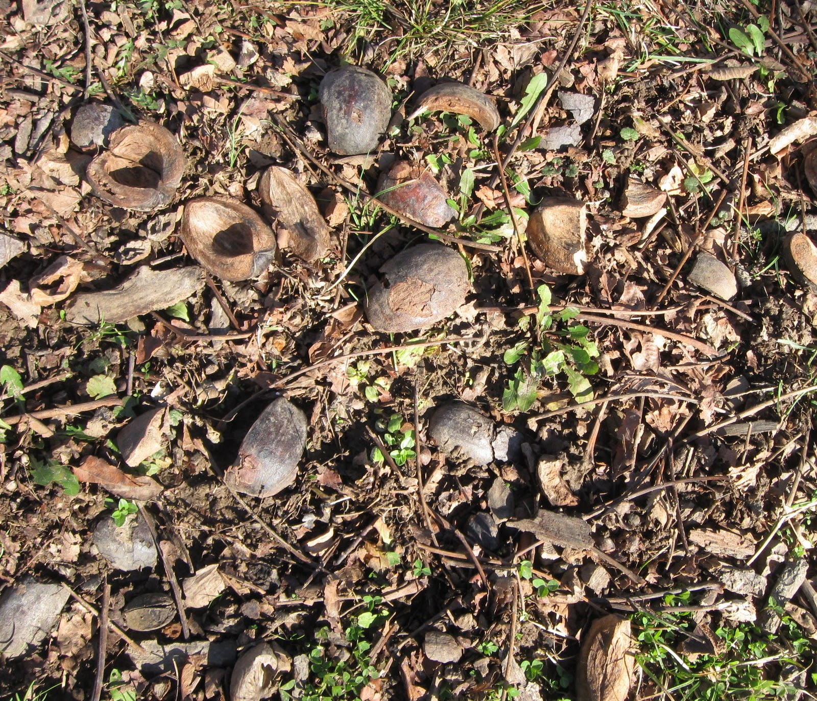 FOLKWAYS NOTEBOOK SHAGBARK HICKORY TREE PROVIDES BANQUET FOR WILDLIFE