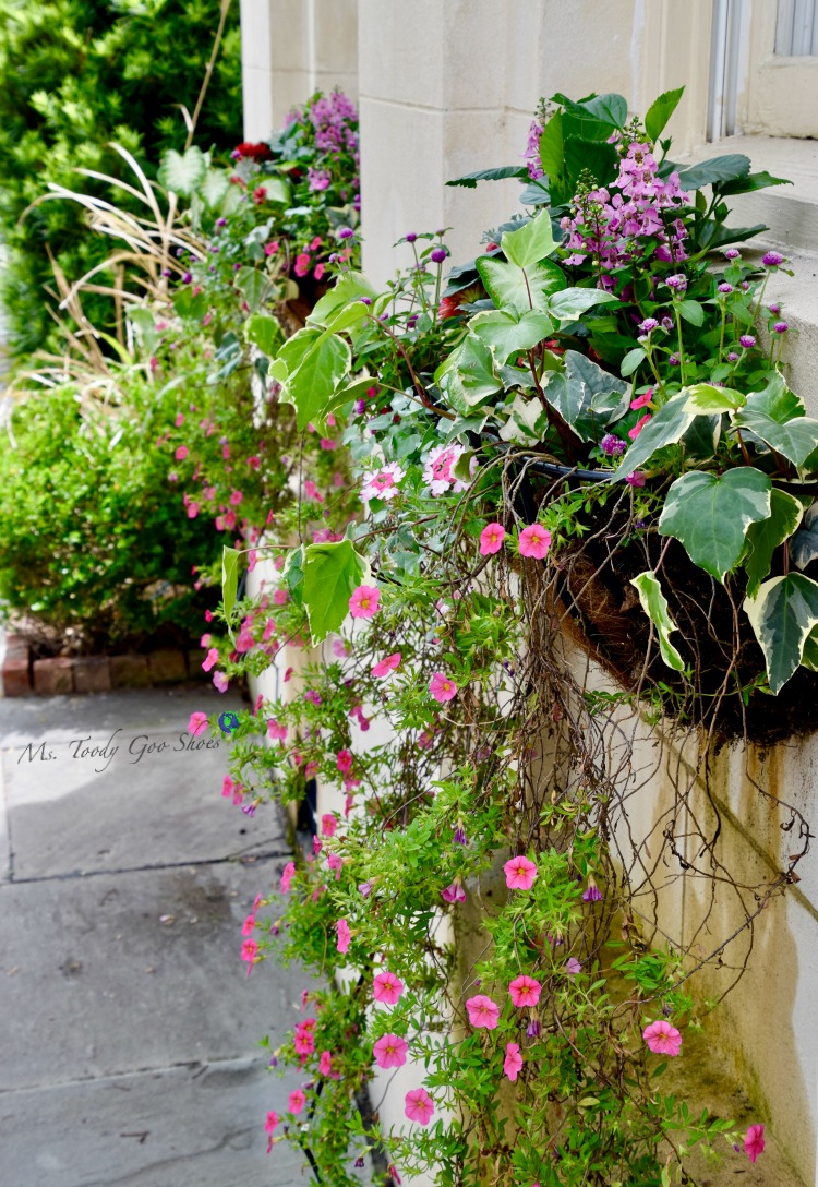 There are so many flowerboxes in Charleston, SC - a sheer delight for passersby. | Ms. Toody Goo Shoes