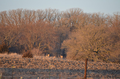 4 deer (Cell photo by Trisha)