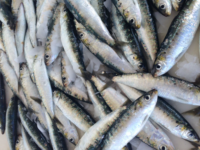 Frozen Sardine Morocco How to Buy and Thawing Frozen Sardine Fish