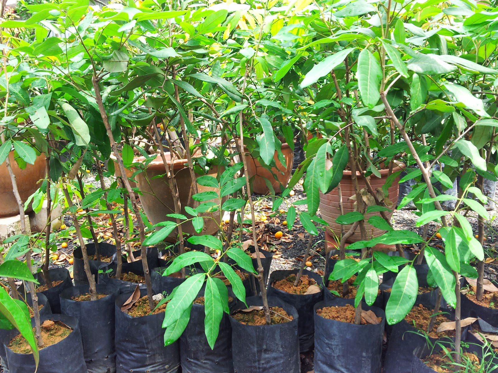 BUMI HIJAU NURSERY 002279488 D Benih Longan Berlian