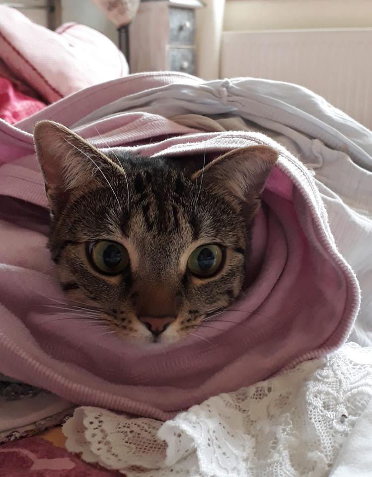 Bienenbienchens Un Perfektes Dinner November 2018