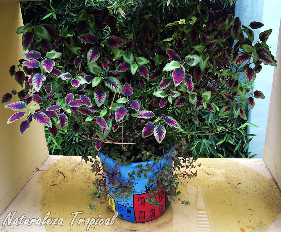 Planta ornamental creciendo en maceta