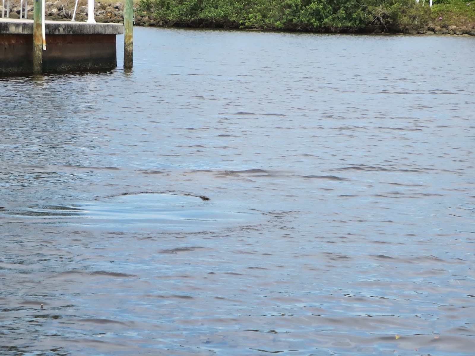 Where to See Manatees in Florida? Manatee footprints in the water on the Florida Gulf Coast