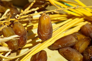  Di Indonesia tupai dan tupai dianggap sejenis 20 Makanan untuk Tupai dari Bayi hingga Dewasa Beserta Minumannya