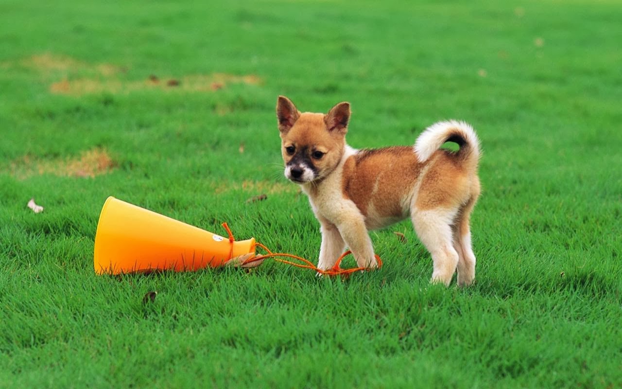 Cute Little Puppy Is Playing Soccer In A Garden Aom Gallery