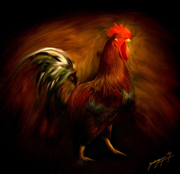 37 Mimpi gendong ayam jago togel