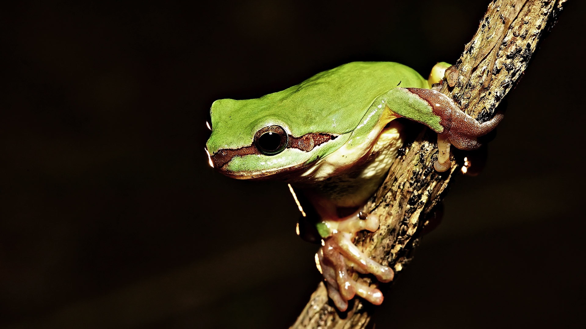 Frog on tree - High Definition Wallpapers - HD wallpapers