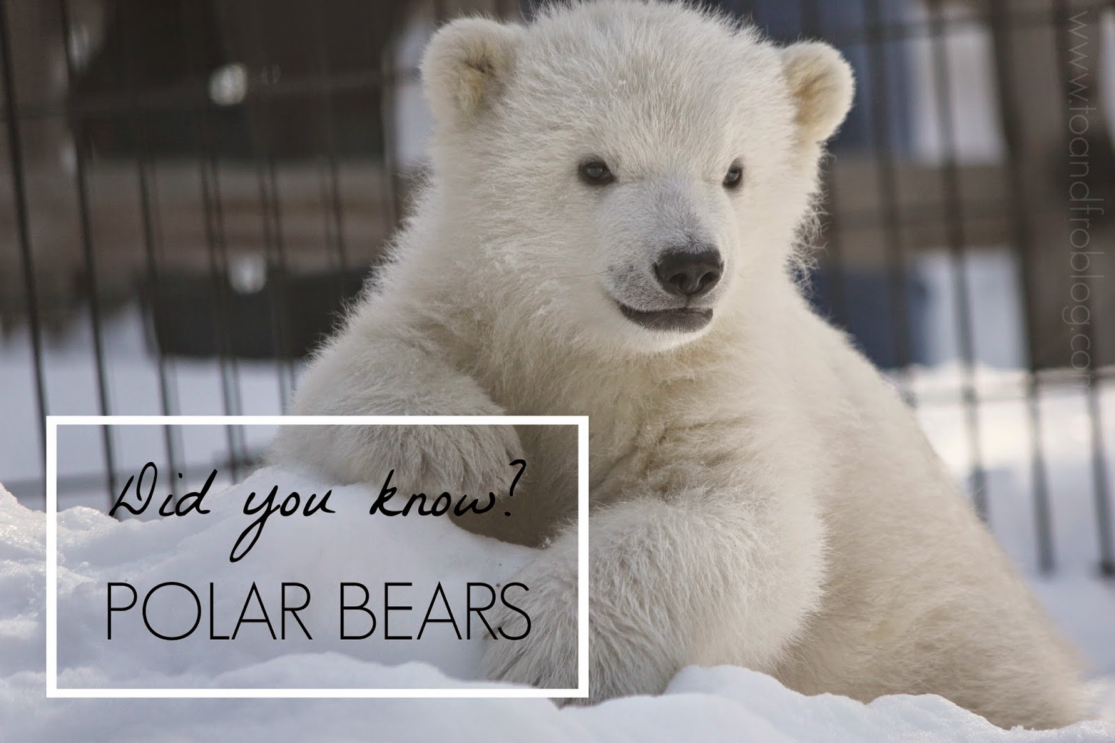 International Polar Bear Day - Polar Bear Facts
