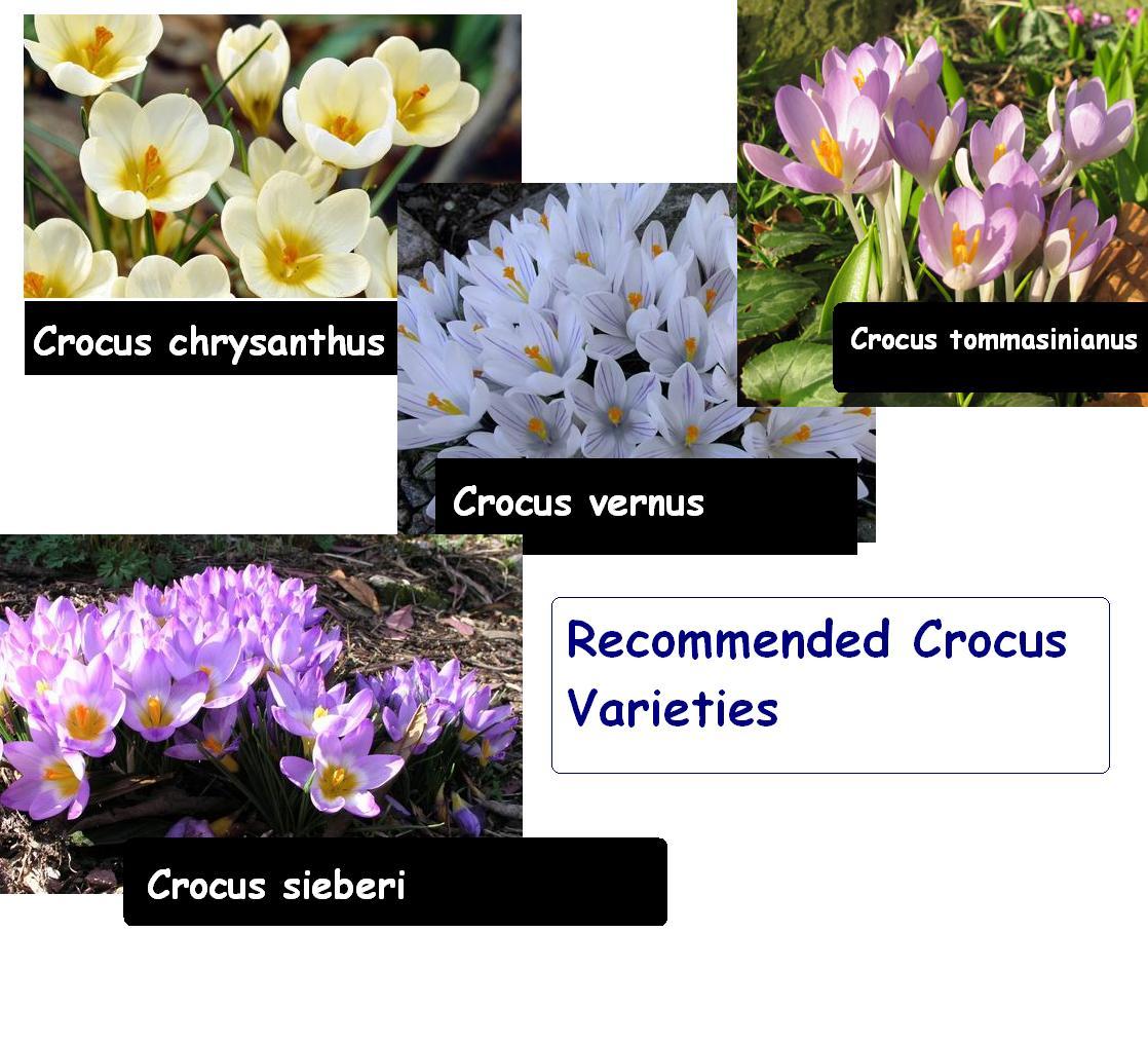 Gardener Crocus Bulbs Readily Naturalize in Gardens