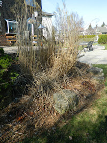 Toronto Etobicoke  spring garden cleanup before by Paul Jung Gardening Services Inc