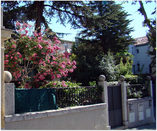 Árbol de Júpiter (Lagerstroemia indica (L.) Pers.)