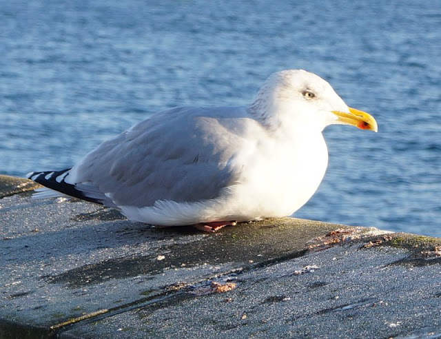 Möwe ruhend Kiellinie Kiel