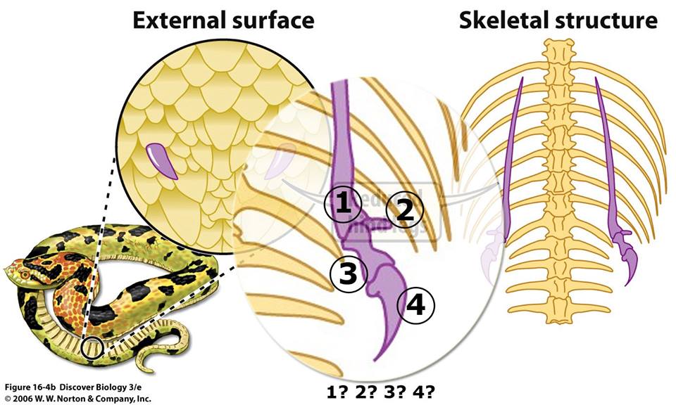 Birds To Dinosaur: Python Vestigial Pelvis, Femur and Spur