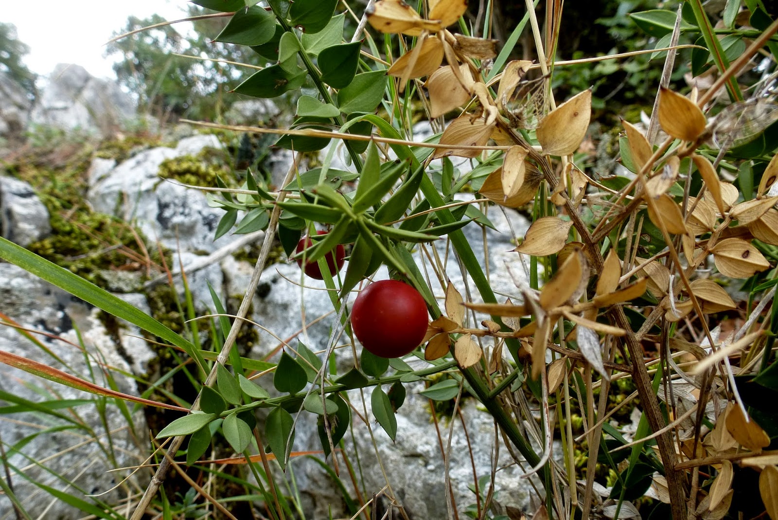 Τα φυτά του Υμηττού Ruscus aculeatus, Ρούσκος ο ακιδωτός