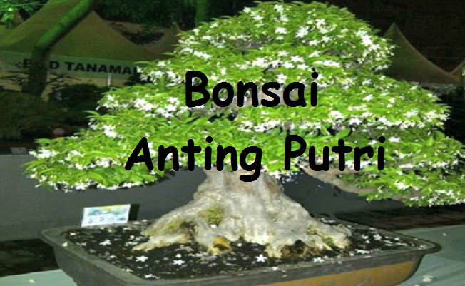image bonsai anting putri miniatur alami