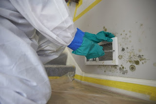 mold remover