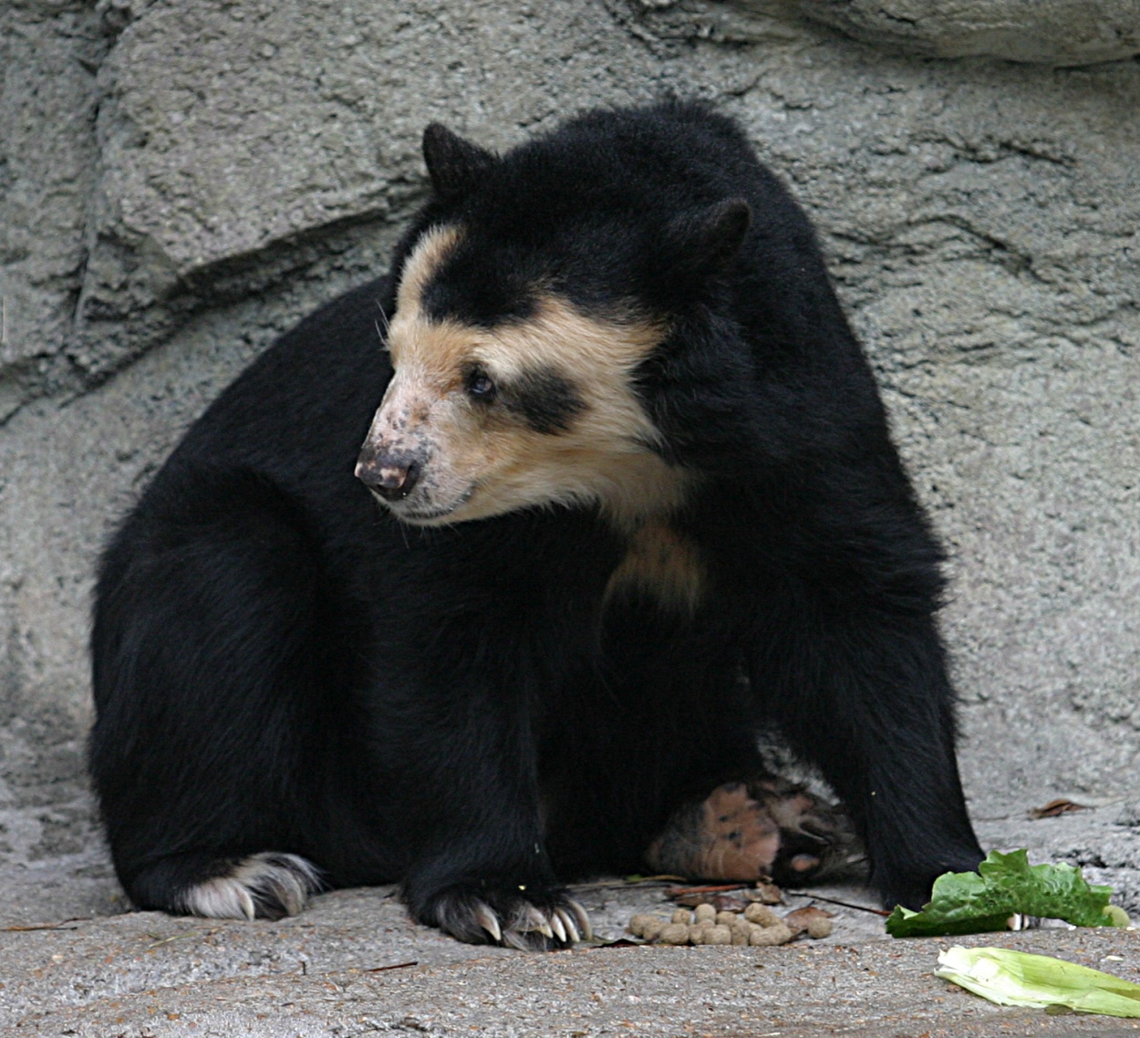 Abe's Animals Spectacled bear