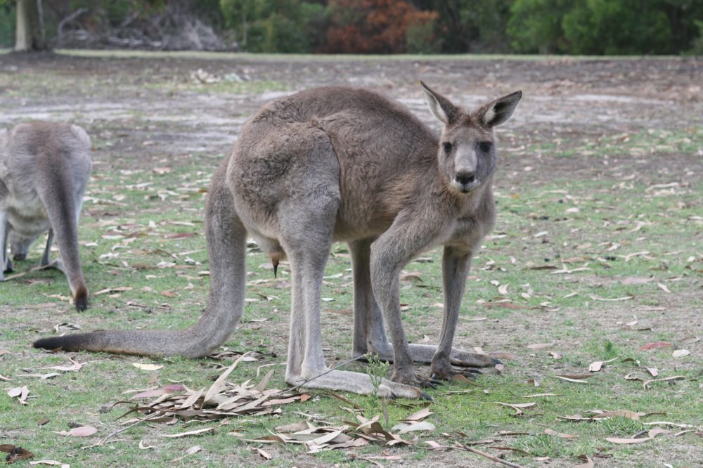 Спаривание кенгуру. Grey Kangaroo.