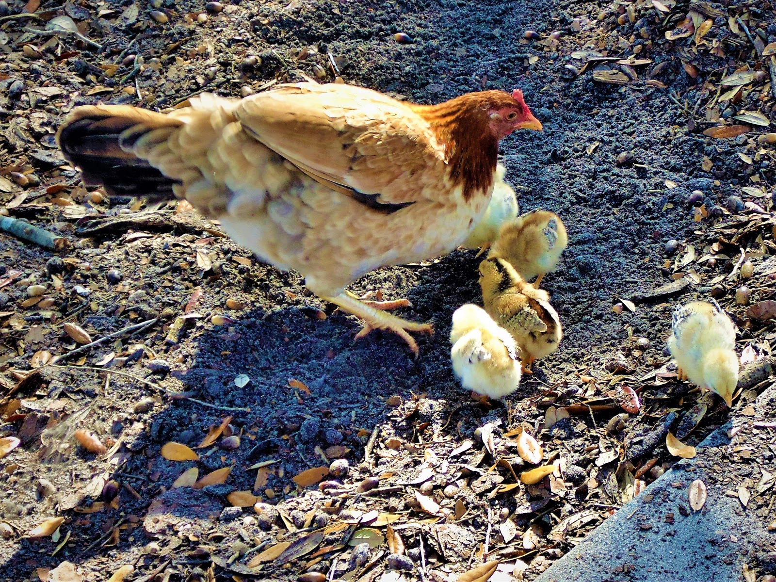 The Ybor City Stogie Ybor City Chickens