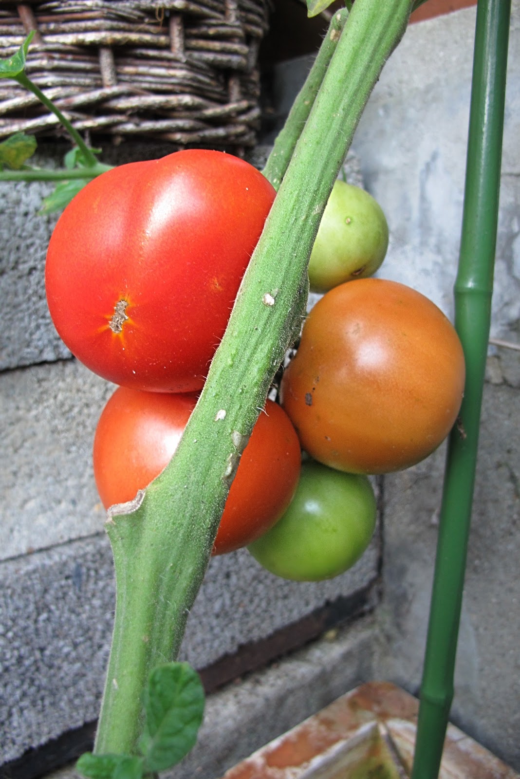 Moois van ' DIY Tomaten kweken in pot