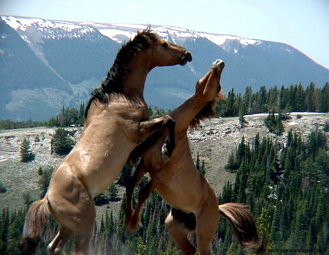 Mustangs in Pryor Mountain