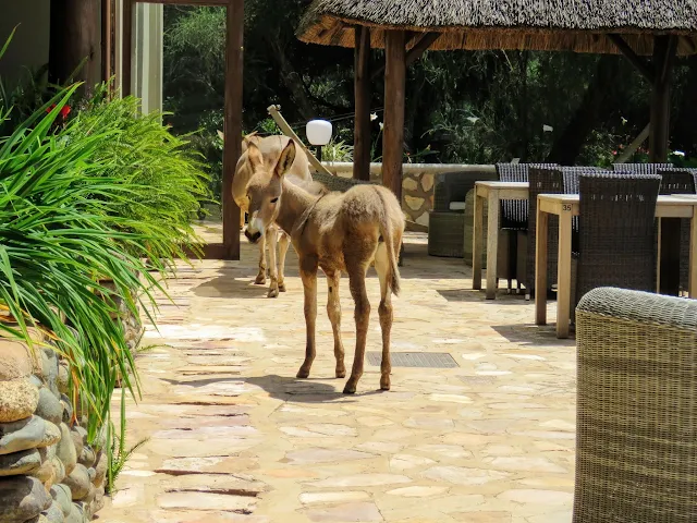 Donkey at Birdnest @ Bunyonyi lodge in Uganda