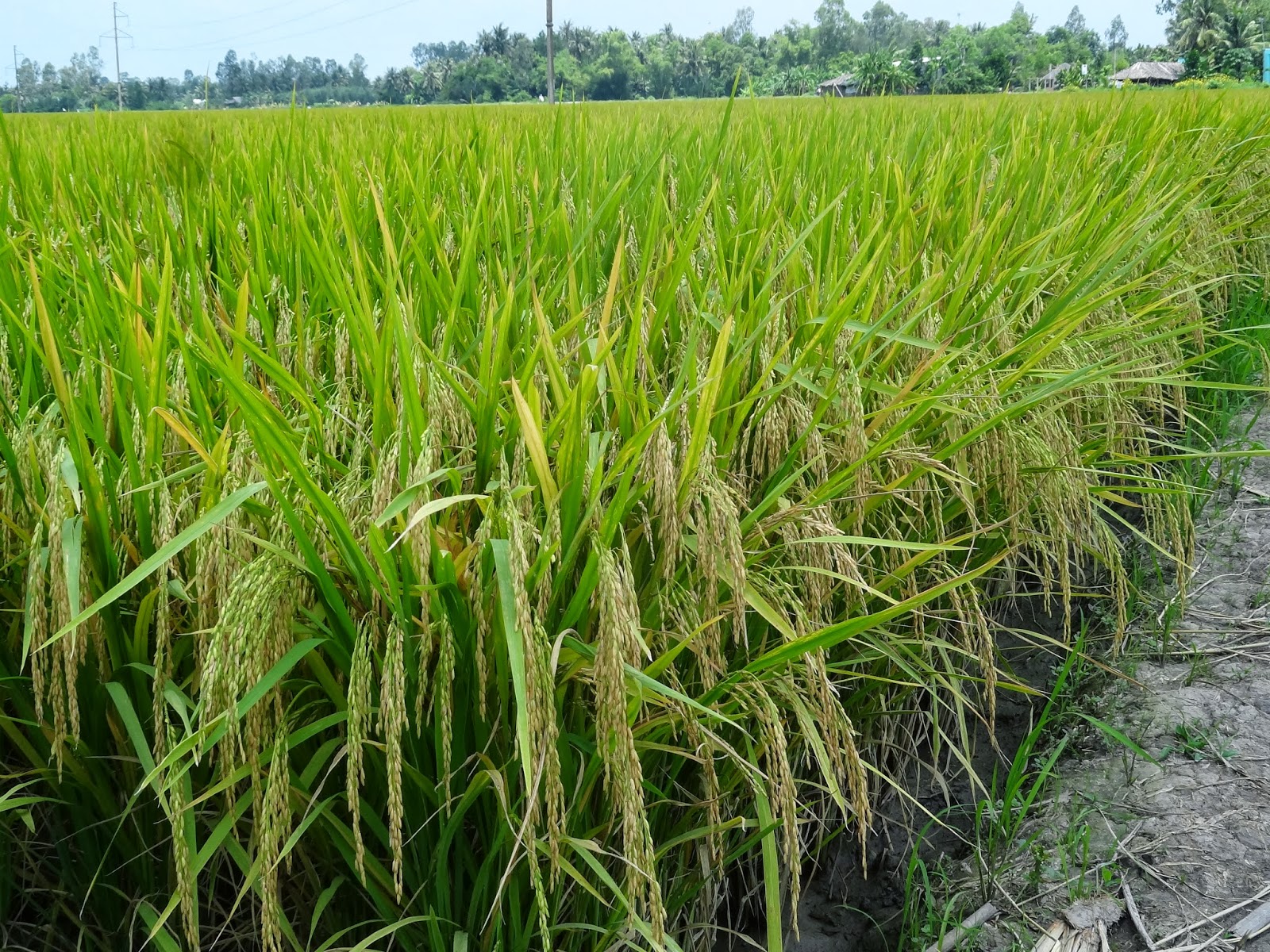 CÂY LƯƠNG THỰC: Lúa Gạo Việt Nam diễn đàn chọn tạo giống