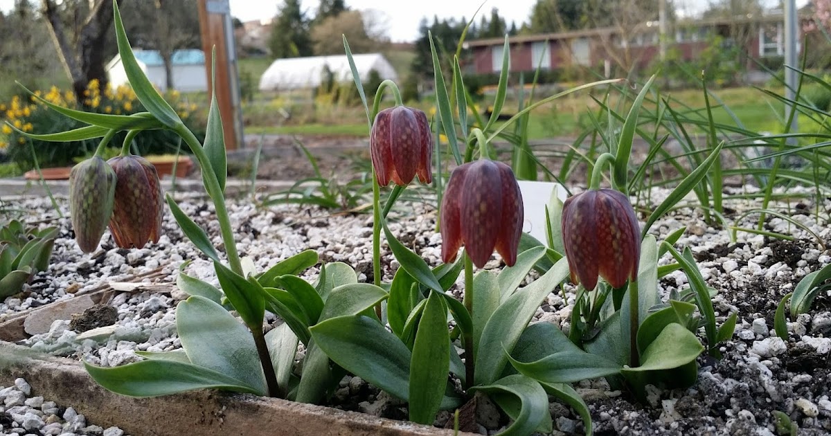 illahe Rare Bulbs Fritillaria davisii