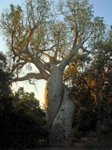 Baobab radiocarbon dating