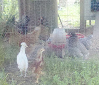 baby chicks, backyard chickens, Plymouth Rock, Cinnamon Queen
