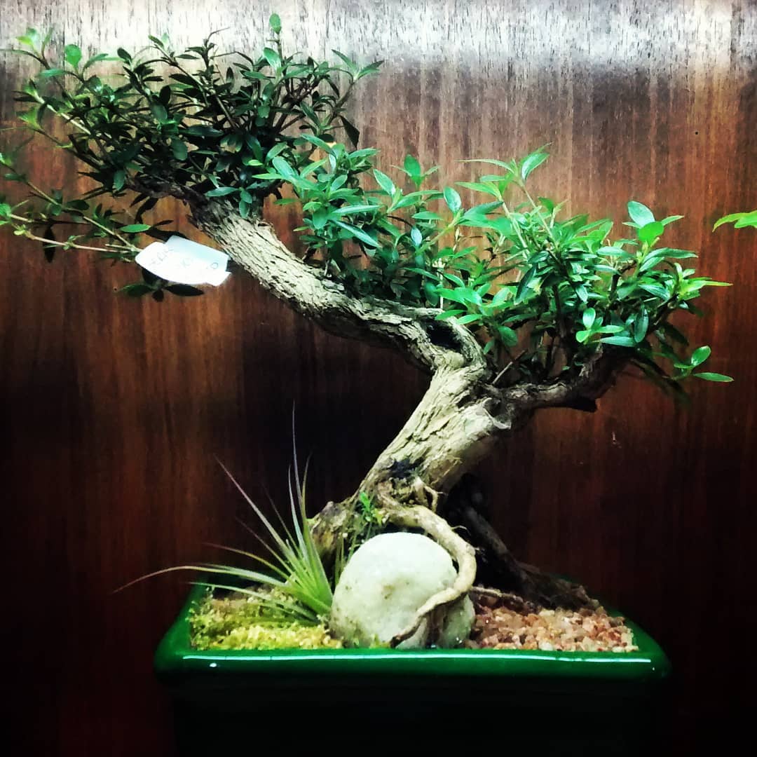 Oficina de Bonsai, atual Ferragem Bonsai, venda de bonsai, manutenção e