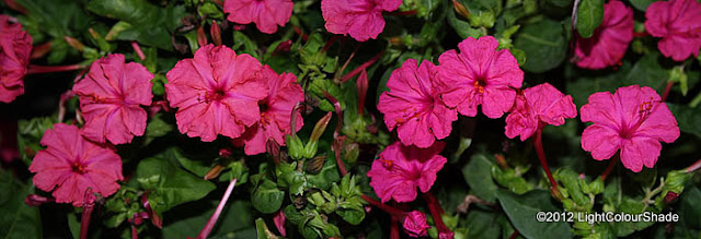Mirabilis jalapa (The four o'clock flower) deep pink flowers