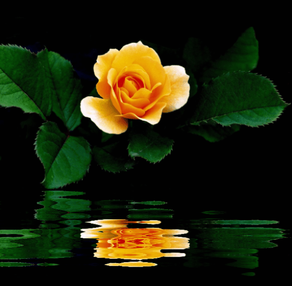 GIFS E CORES Rosas com Gifs de água