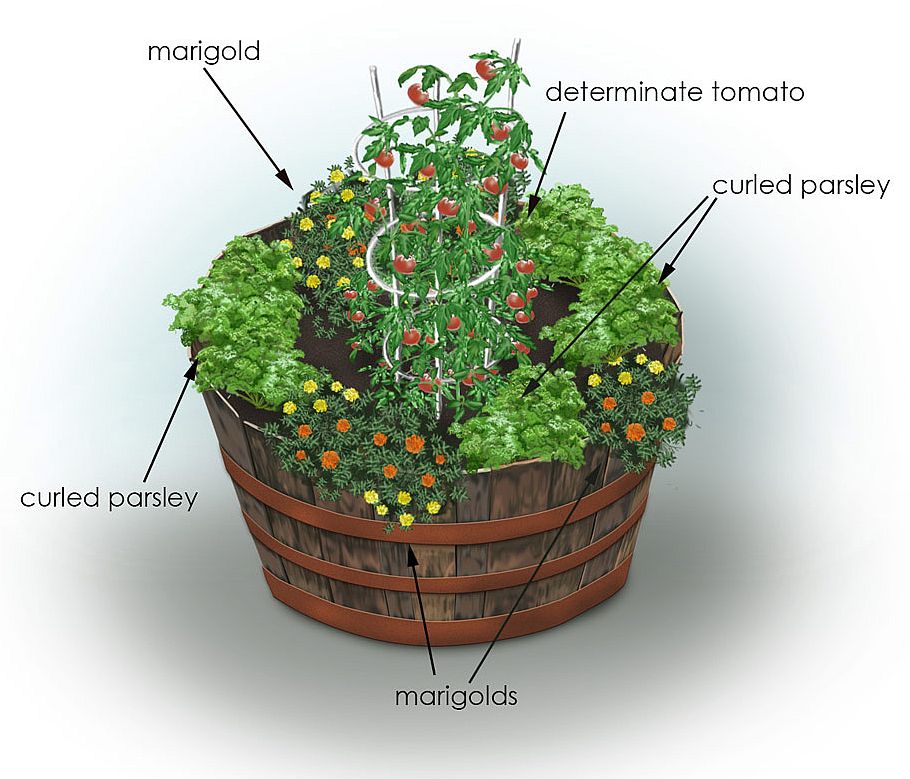 Heirloom Tomato City Market Kansas City Container Growing Mixture