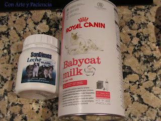 Gatito en adopción y consejos II