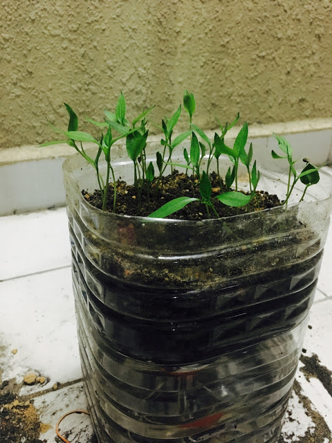 Kreatif Dan Tak Perlu Siram Begini Cara Semai Benih Cili Dalam Botol Minyak Masak Terpakai My Info Berita