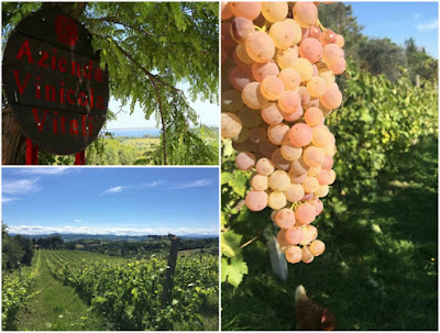 cantina vitali bianchello