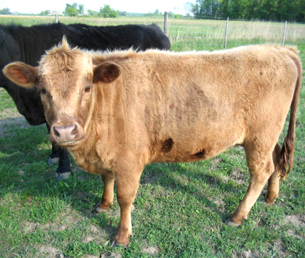 Dexter Cattle Origin Characteristics Uses Photo dexter-project-dog-durban-south-africa