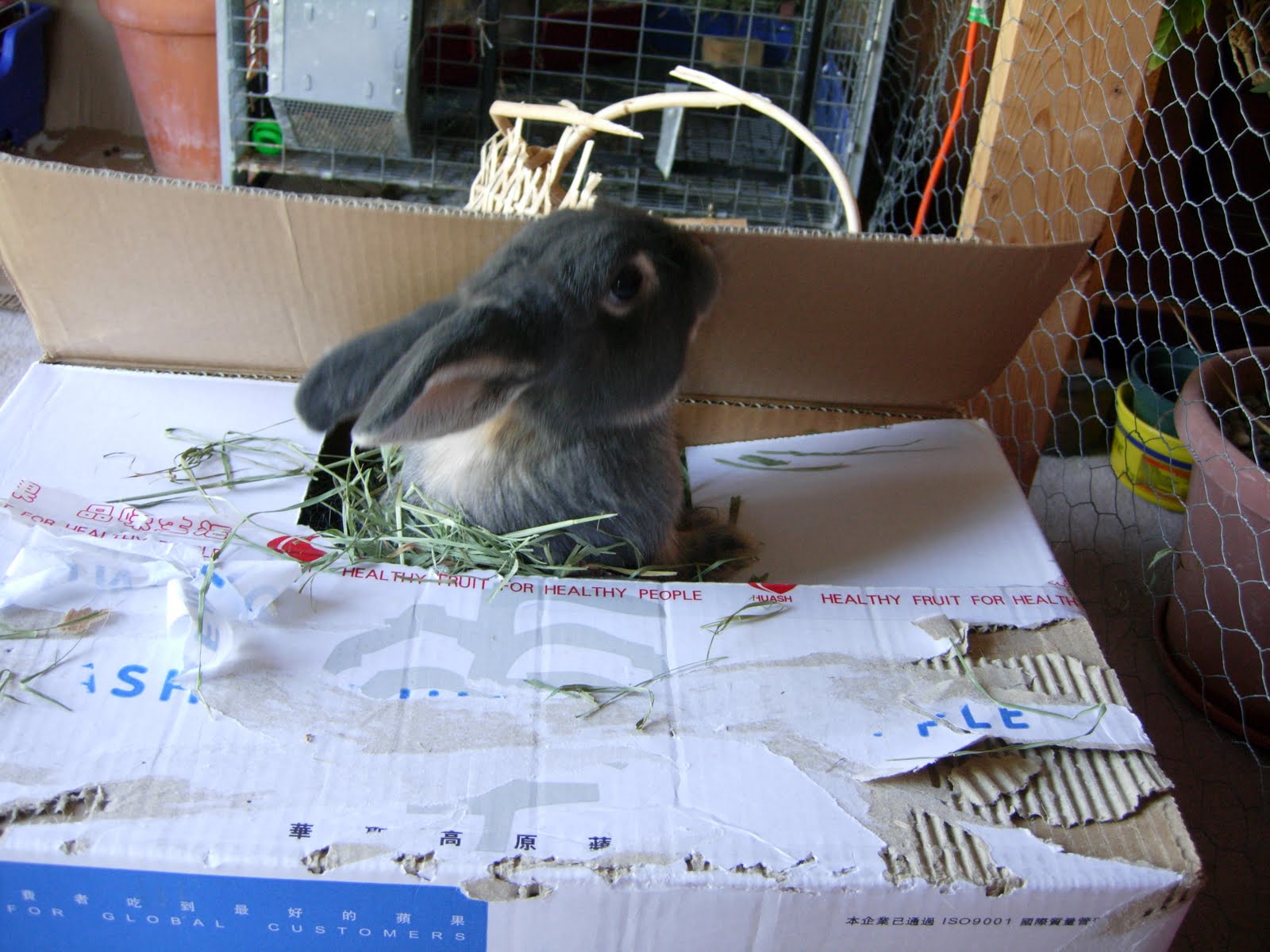 Rabbits In My Basement So, What's This About Rabbits in My Basement?